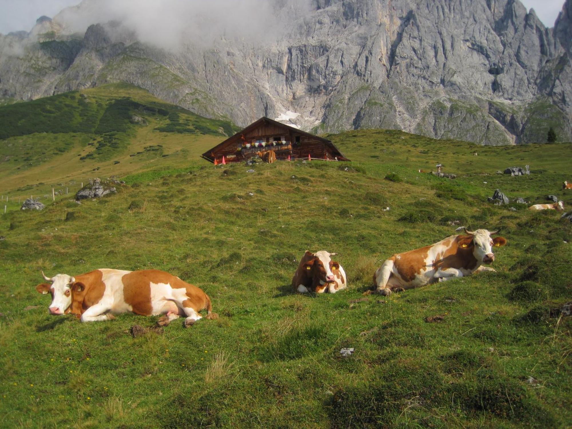 Apartamento Molteraugut Mühlbach am Hochkönig Exterior foto